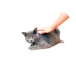 A Cute Gray Cat Being Affectionately Petted While Lying On A Wooden Table Indoors. 15908 - Cat PNG image with transparent background